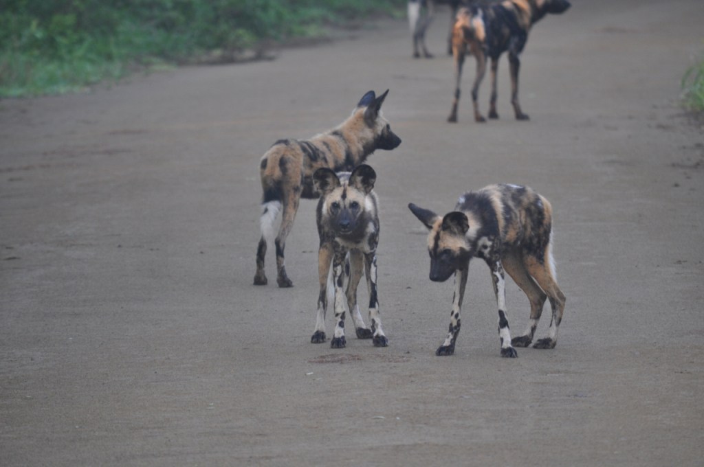 Eine Gruppe Hyänenhunde (African Wild Dogs) auf einem der Wege (© Cornelia Hebrank, 2013)