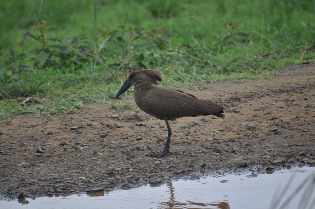 Ein typischer "Hamerkop" Vogel am Rand einer Wasserstelle (© C. Hebrank, 2013)