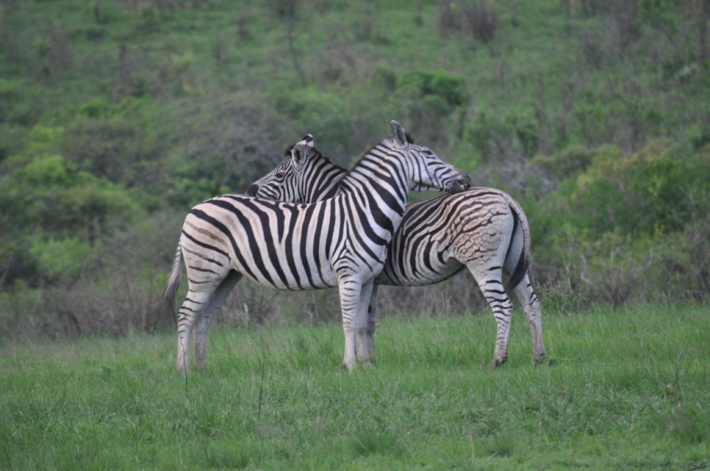 Zwei sich beknabbernde Zebras (© C. Hebrank, 2013)