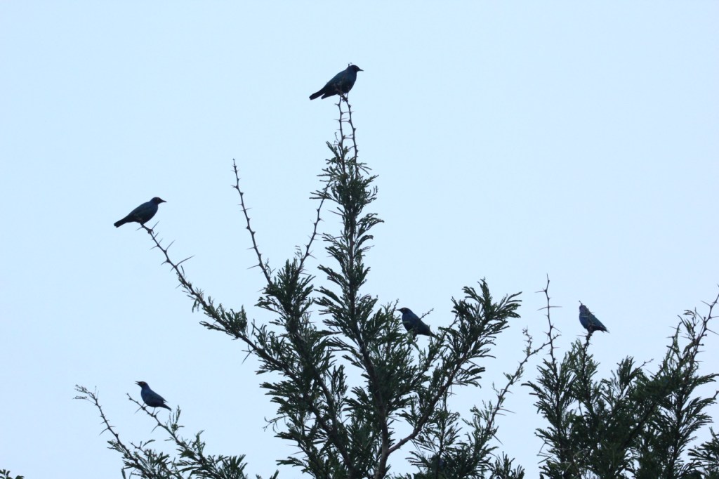 Ein Busch voller Rotschulter-Glanzstare (Cape Starlings) (© Sebastian Sperling, 2024)