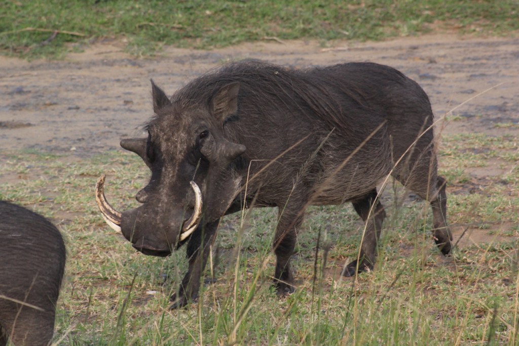 Ein Warzenschwein-Männchen mit sehr großen Hauern (© Sebastian Sperling, 2024)