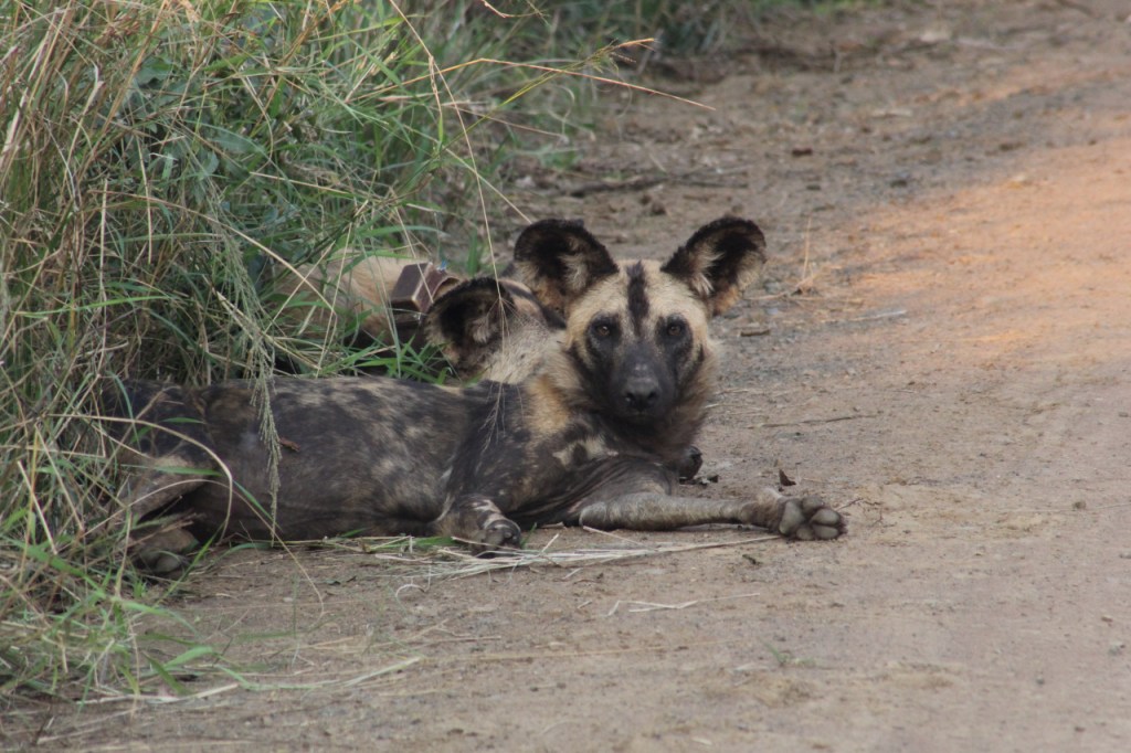 Zwei Hyänenhunde, die am Wegrand liegen (© Sebastian Sperling, 2024)