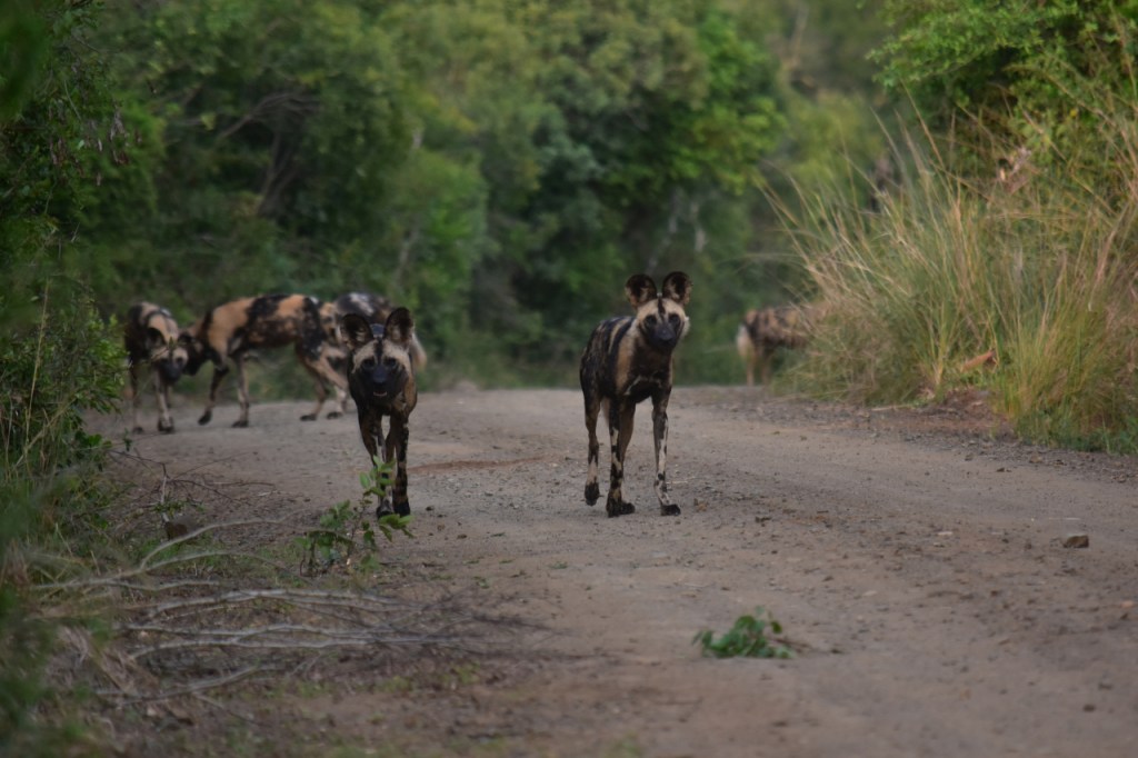 Ein Rudel Hyänenhunde nähert sich uns mit vorsichtigen Blicken (© Cornelia Hebrank, 2024).
