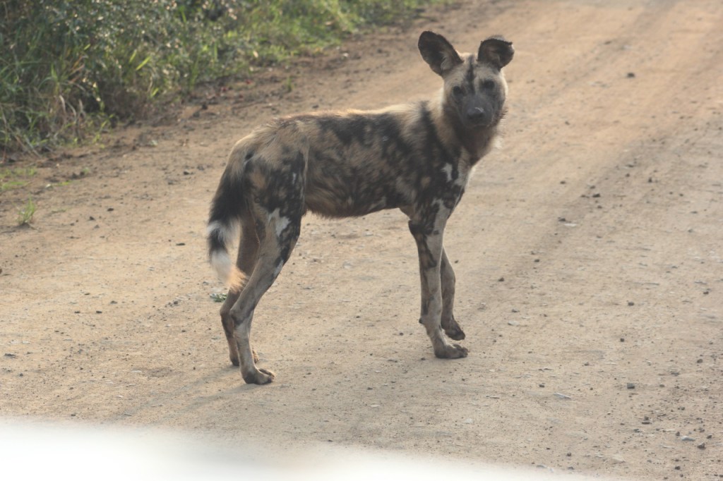 Afrika-Abenteuer 2024: Tag 2 – Der erste richtige&nbsp;Monitoring-Tag