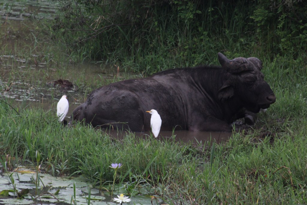 Im Matsch liegender Büffel mit zwei Kuhreihern (© Sebastian Sperling, 2024)