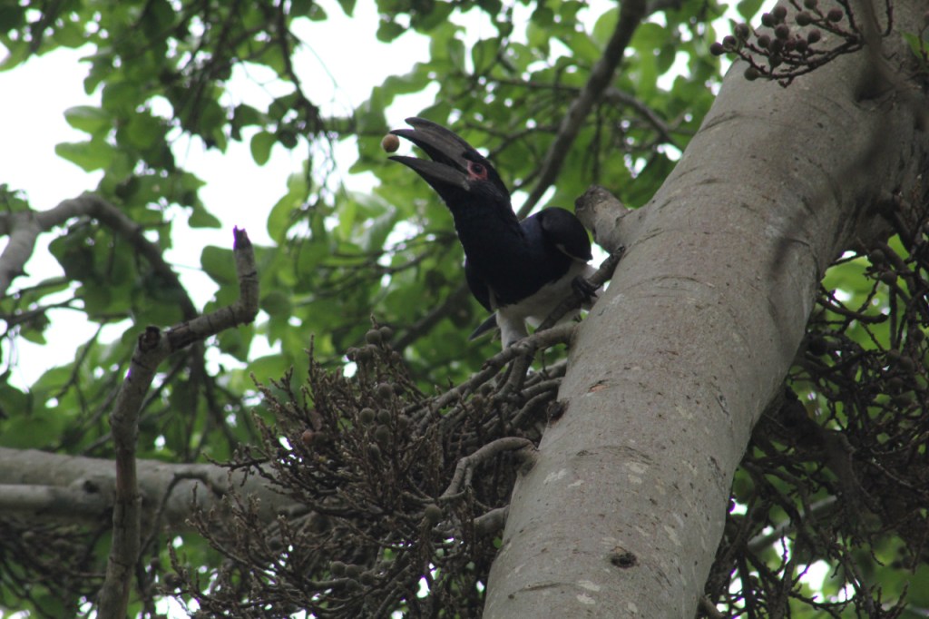 Ein Trompeterhornvogel auf einem Feigenbaum mit einer Feige im Schnabel (© Sebastian Sperling, 2024)