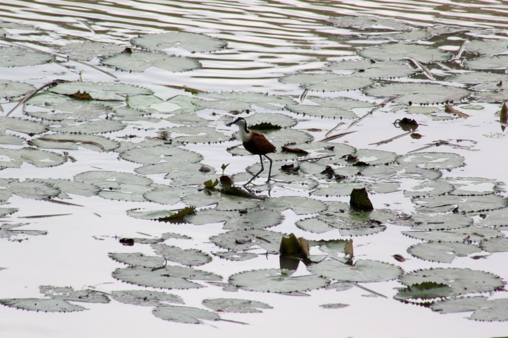 Ein Blaustirn-Blatthühnchen, das über Seerosenblätter läuft (© Sebastian Sperling, 2024)