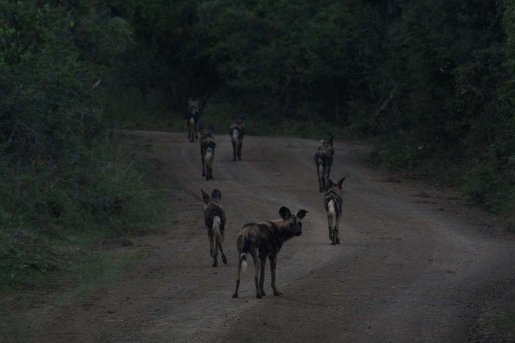 Das Rudel Hyänenhunde läuft auf dem Weg davon, während der letzte noch einen Blick zurück riskiert (© Sebastian Sperling, 2024)