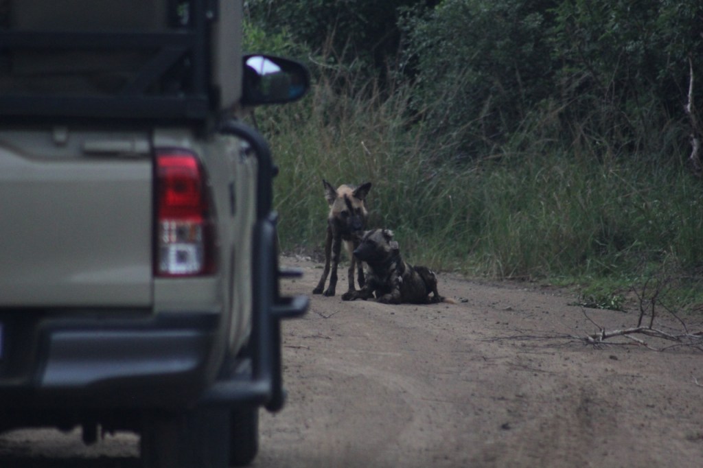 Im Fokus zwei Hyänenhunde, von denen einer den andern abknabbert, mit einem unscharften Fahrzeug im Vordergrund (© Sebastian Sperling, 2024)
