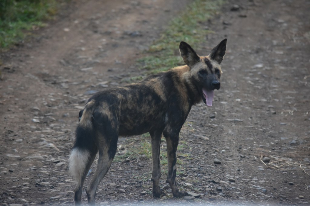 Ein gähnender Hyänenhund als Nahaufnahme (© Cornelia Hebrank, 2024)