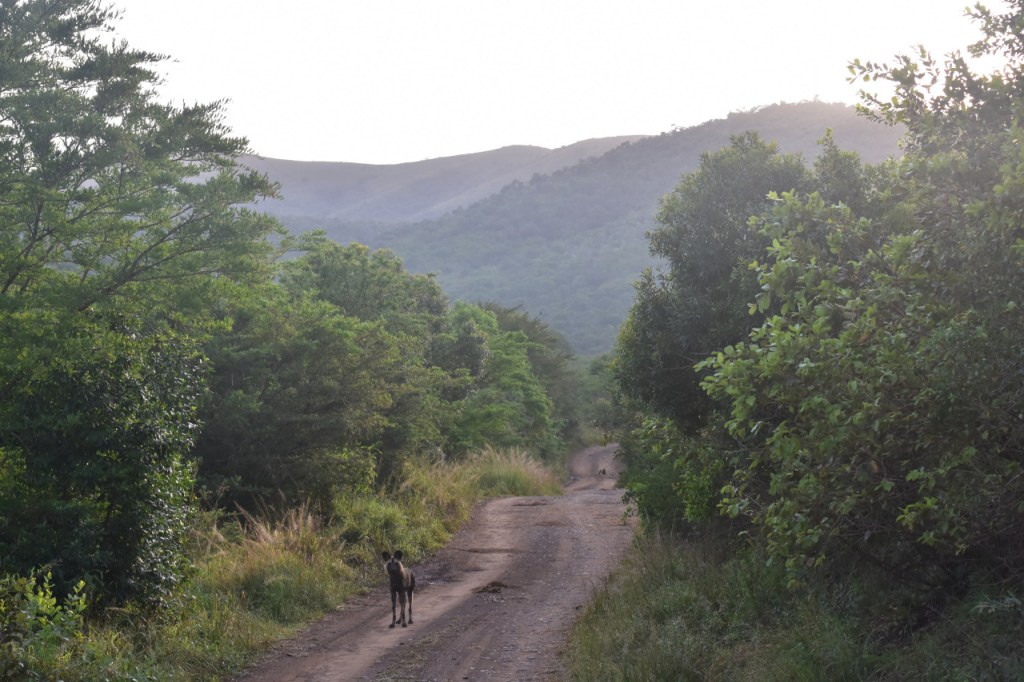 Ein Hyänenhund auf einem Weg mit Blick auf die Landschaft (© Cornelia Hebrank, 2024)