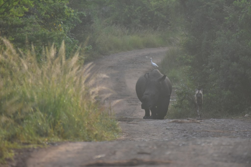 Ein Nashorn, mit einem Kuhreiher auf dem Rücken, scheucht einen Hyänenhund vor sich her (© Cornelia Hebrank, 2024)