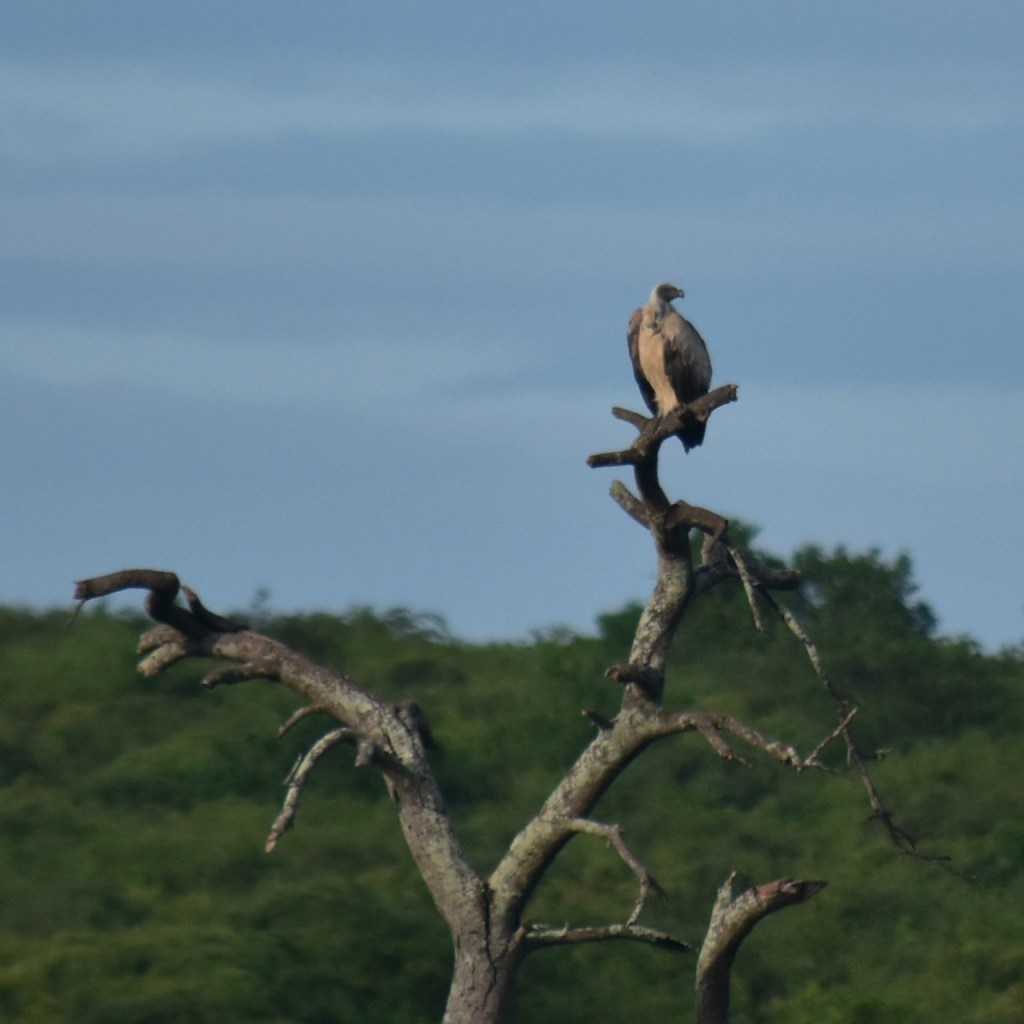 Ein Weißrückengeier auf einem abgestorbenen Baum (© Cornelia Hebrank, 2024)