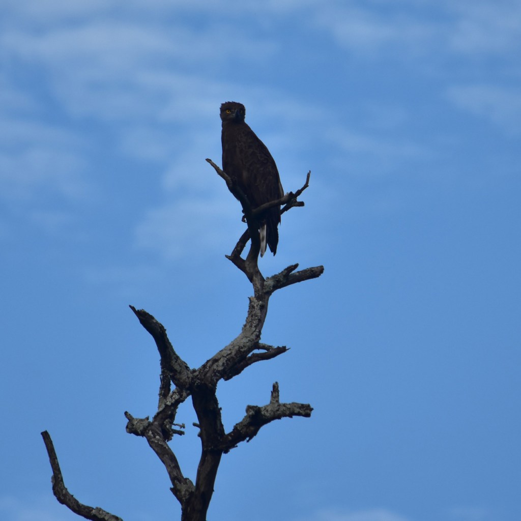 Ein Einfarb-Schlangenadler auf einem abgestorbenen Baum (© Cornelia Hebrank, 2024)