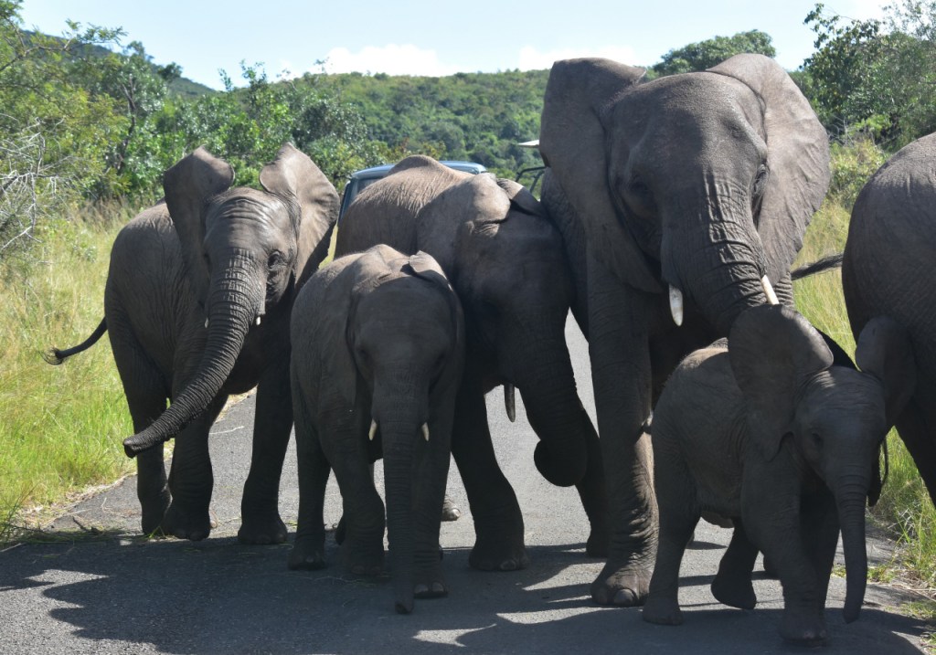 Eine Elefantenherde beim Überqueren der Straße (© Cornelia Hebrank, 2024)