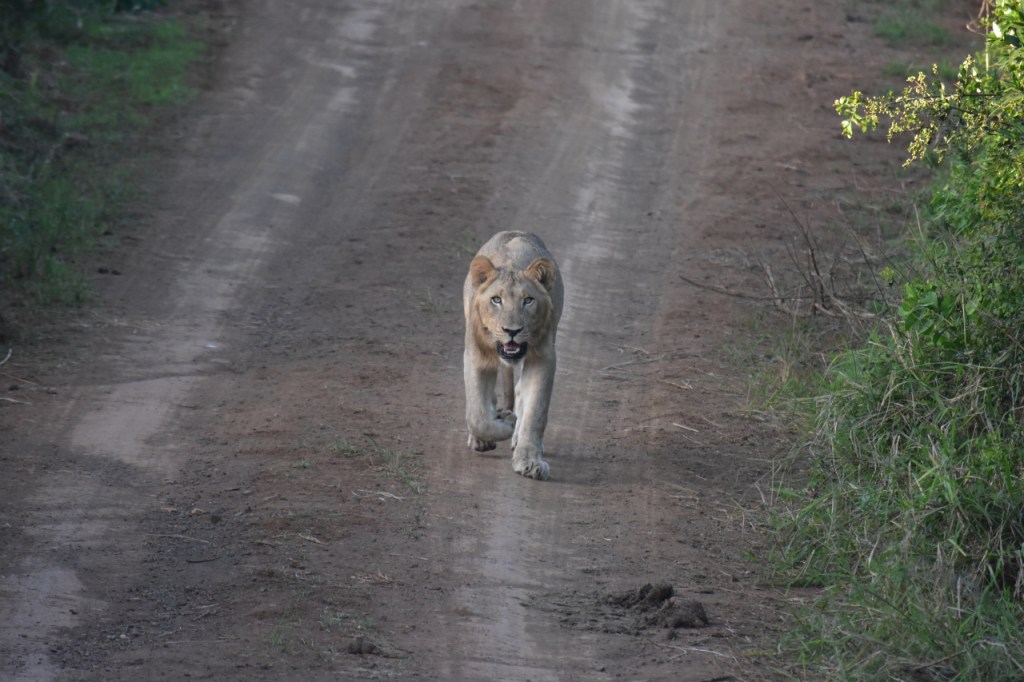 Junger männlicher Löwe kommt direkt auf die Kamera zugelaufen (© Cornelia Hebrank, 2024)