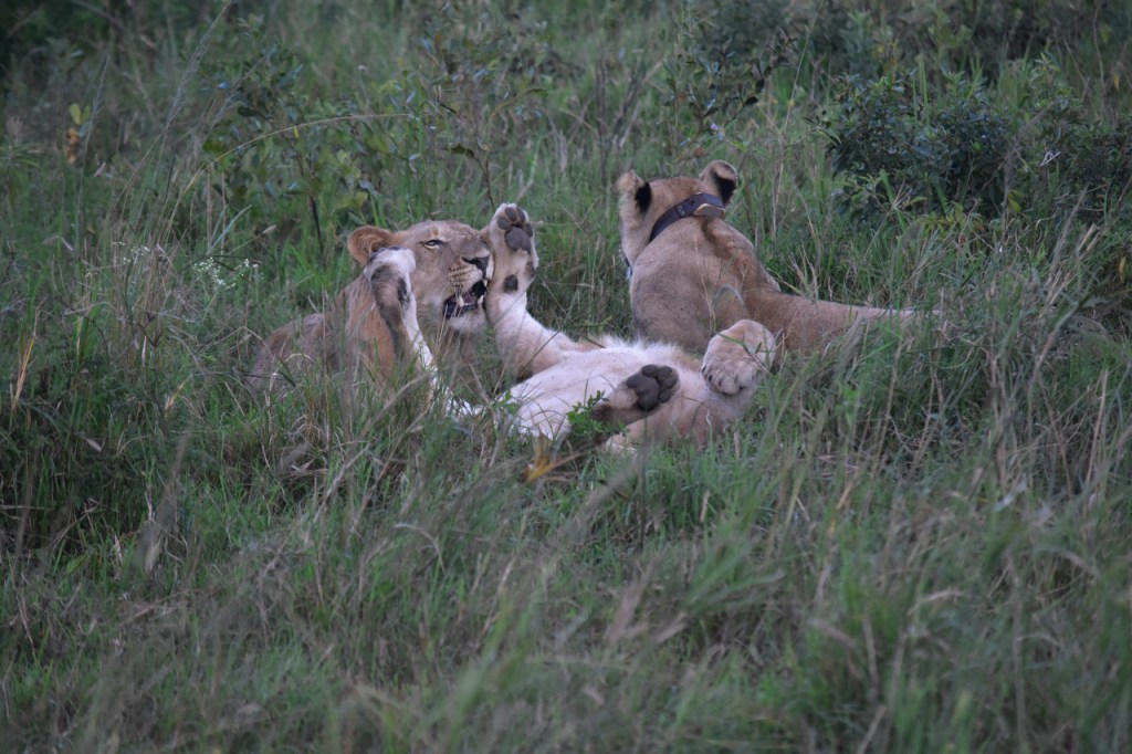 Eine Löwenfamilie (zwei junge Männchen und deren Mama) beim Kuscheln und spielen im hohen Gras (© Cornelia Hebrank, 2024)