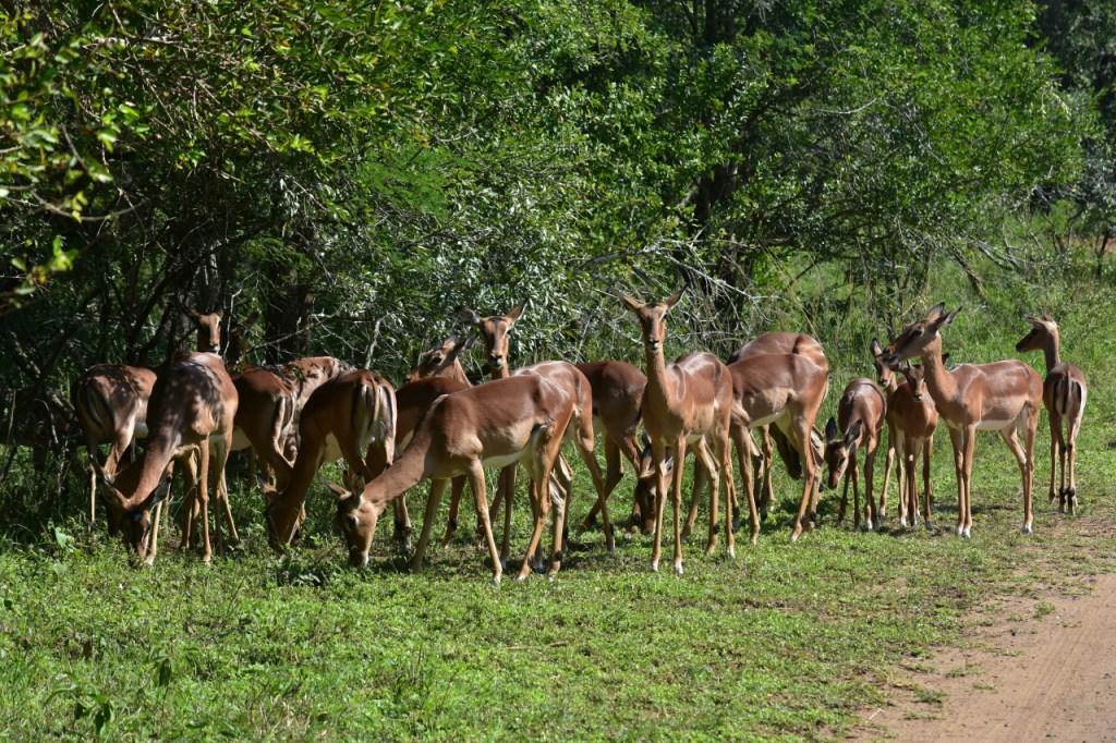 Das neugierige Impala-Harem am Wegrand (© Cornelia Hebrank, 2024)