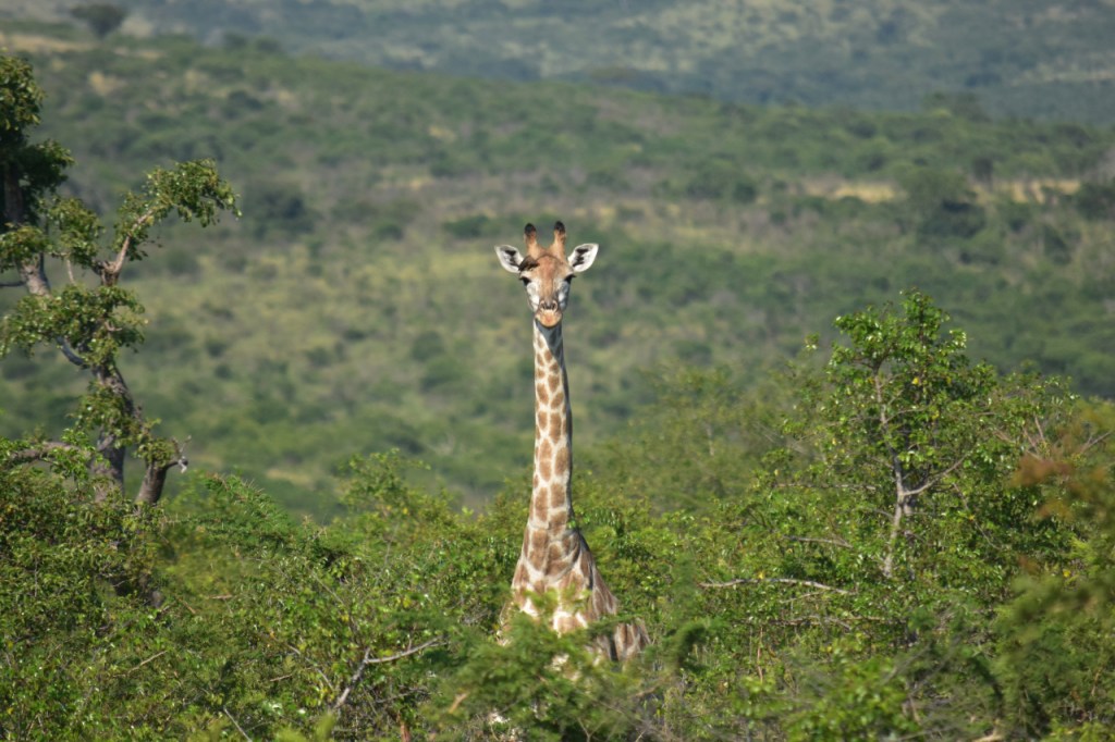 Giraffe blickt über die Büsche hinweg zu uns (© Cornelia Hebrank, 2024)