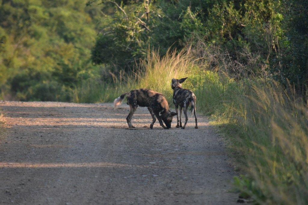 Das Hyänenhunde-Alpha-Paar markiert eine Stelle auf dem Weg (© Cornelia Hebrank, 2024)