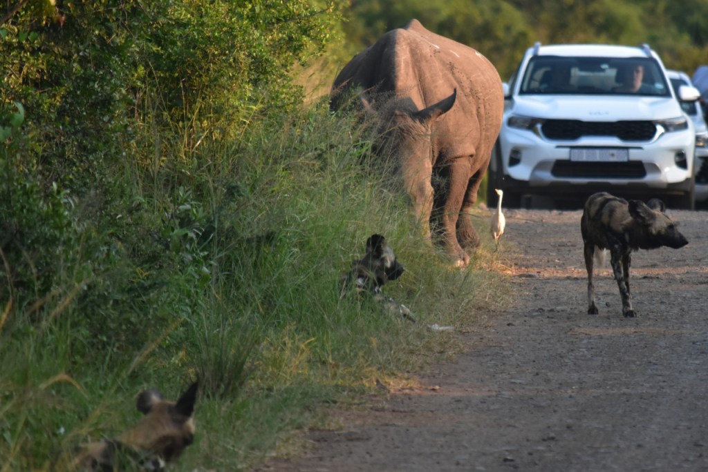 Ein Nashorn scheucht das Rudel Hyänenhunde auf, Touristen im Hintergrund (© Cornelia Hebrank, 2024)