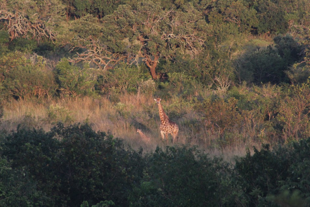 Giraffe mit Baby in der Ferne (© Sebastian Sperling, 2024)