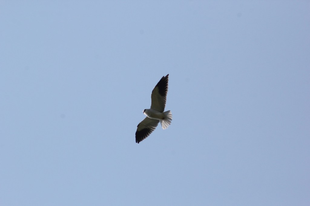 Gleitaar/Black-winged Kite im Flug (© Sebastian Sperling, 2024)
