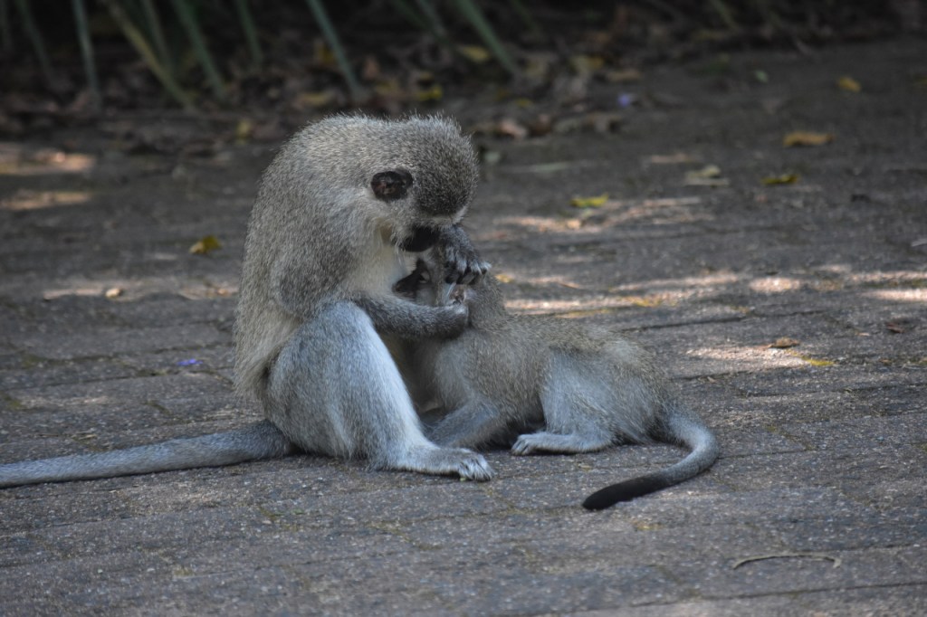 Zwei Affen (Grünmeerkatzen) am Lausen (© Cornelia Hebrank, 2024)