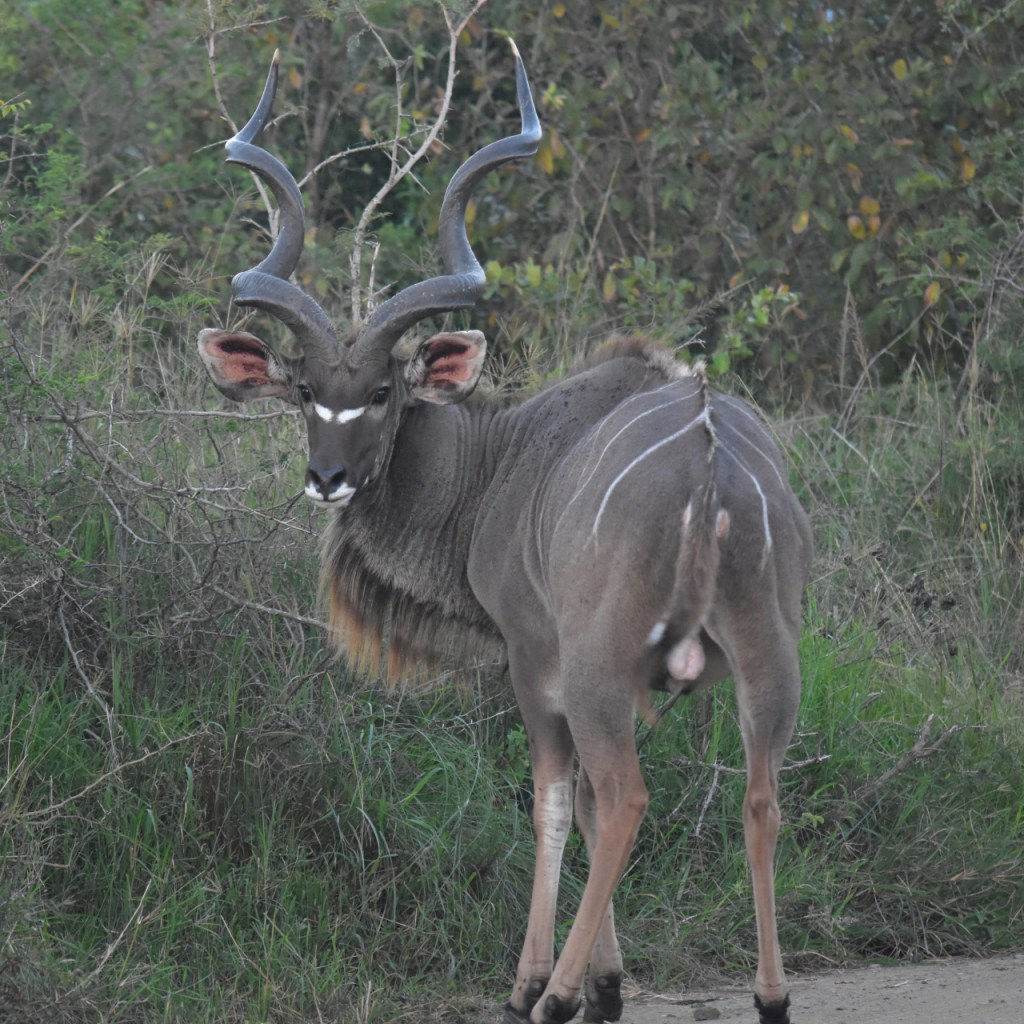 Ein Kudu-Männchen (© Cornelia Hebrank, 2024)