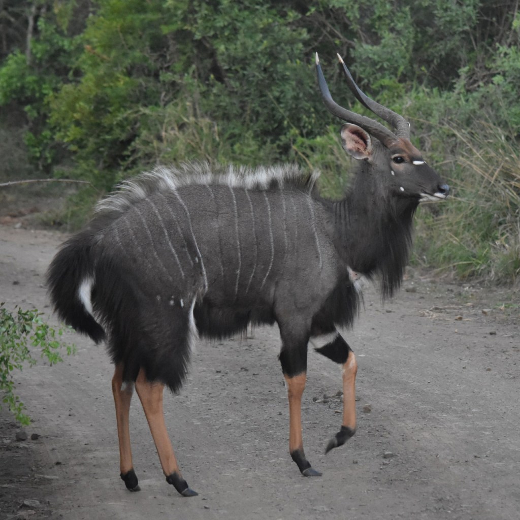 Ein Nyala-Männchen (© Cornelia Hebrank, 2024)