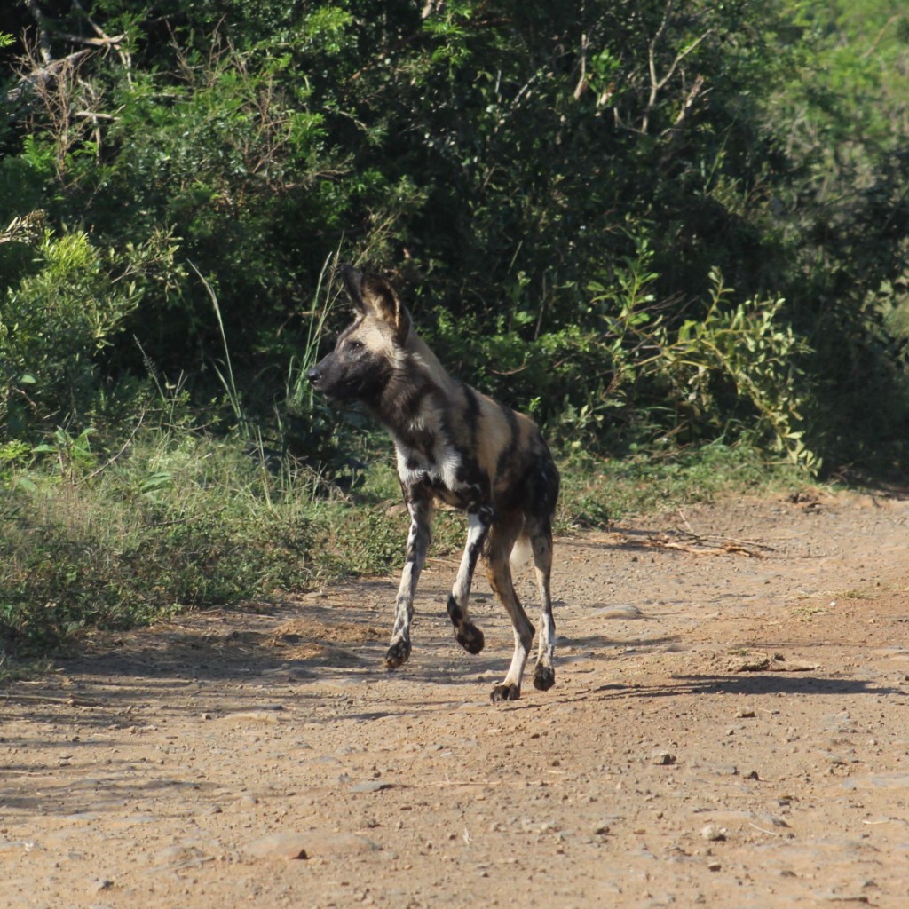 Hyänenhund konzentriert bei der Jagd (© Sebastian Sperling, 2024)