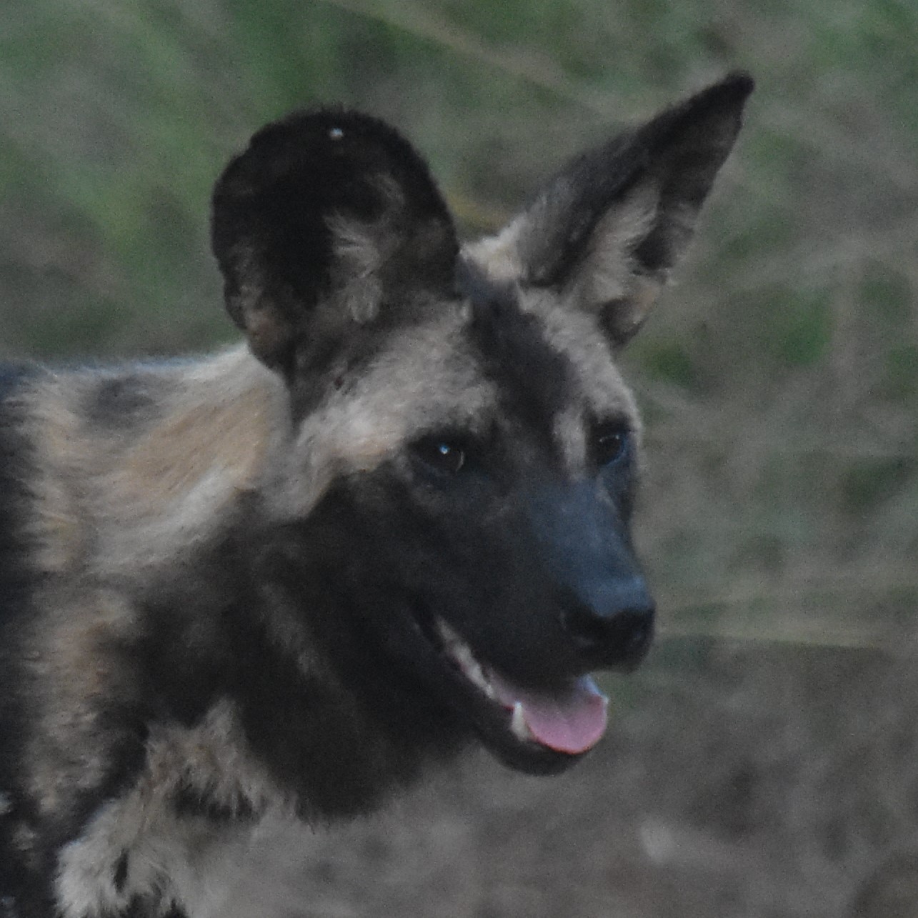 Wildlifegirl Stories – Abenteuer in der Natur