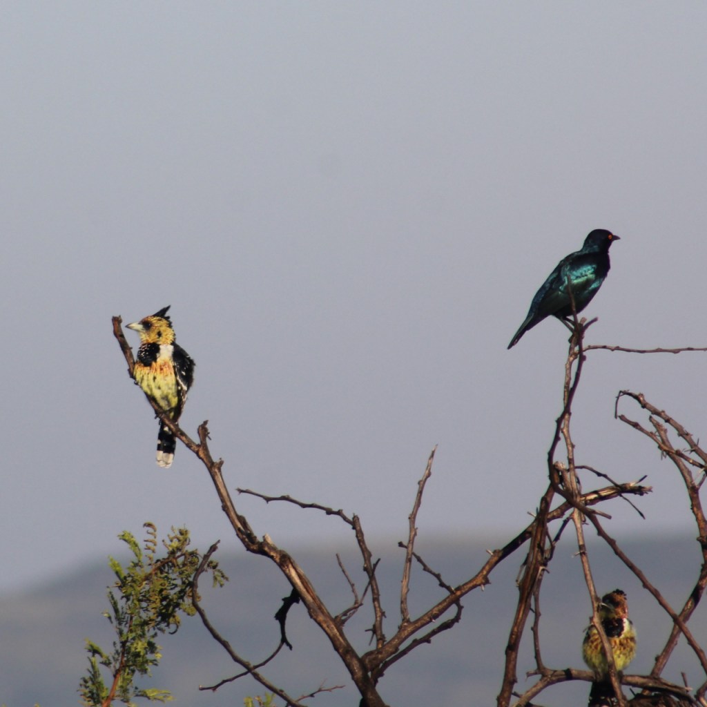 Verschiedene Vögel auf den obersten Ästen eines Busches (© Sebastian Sperling, 2024)