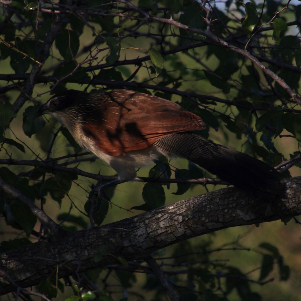 Nahaufnahme eines Spornkuckucks in einem Busch (© Sebastian Sperling, 2024)