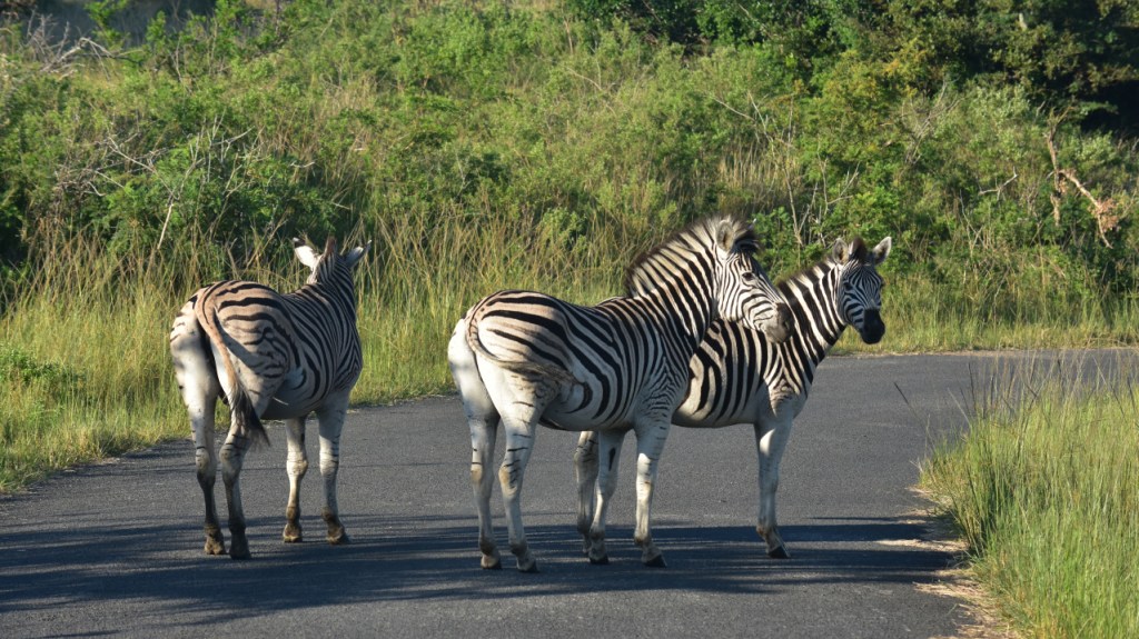 Drei Zebras auf der Straße (© Cornelia Hebrank, 2024)