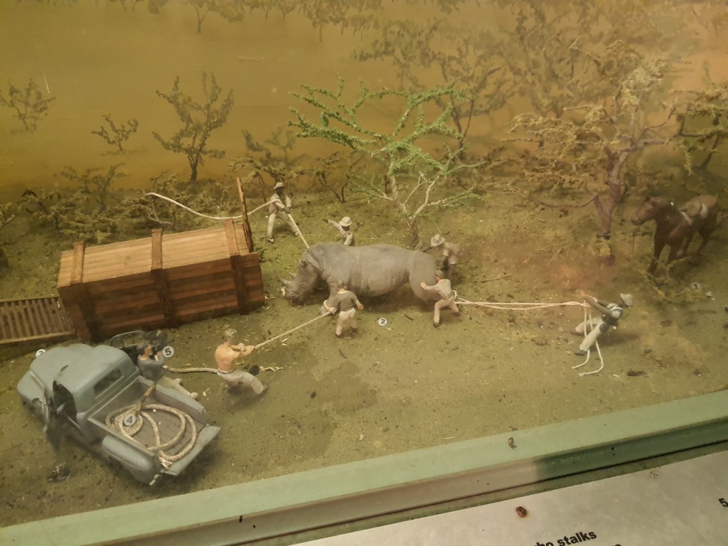 Modell, in dem ein Nashorn mit vielen Seilen und mehreren Helfern in eine Transportkiste geschoben wird (© Cornelia Hebrank, 2024)