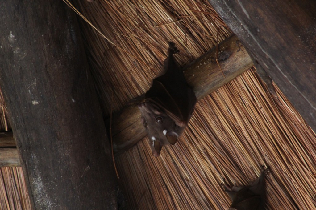 Ein Flughund hängt gemütlich an der Decke einer Hütte (© Sebastian Sperling, 2024)