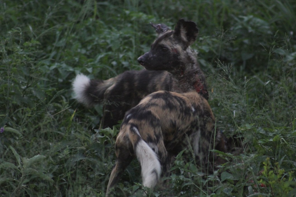 Nahaufnahme der beiden Hunde, die Verletzungen des einen sind klar zu sehen (© Sebastian Sperling, 2024)