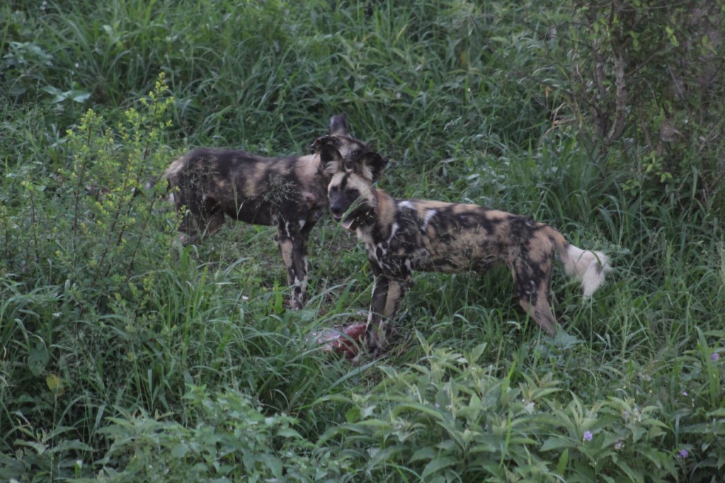Zwei Hyänenhunde stehen neben einem Nyala-Bein und schauen sich um (© Sebastian Sperling, 2024)