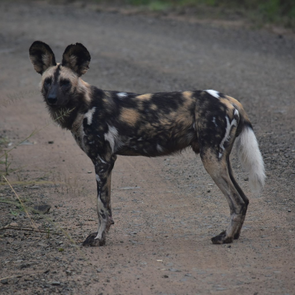 Afrika-Abenteuer 2024: Tag 7 – Die traurige Seite der&nbsp;Natur