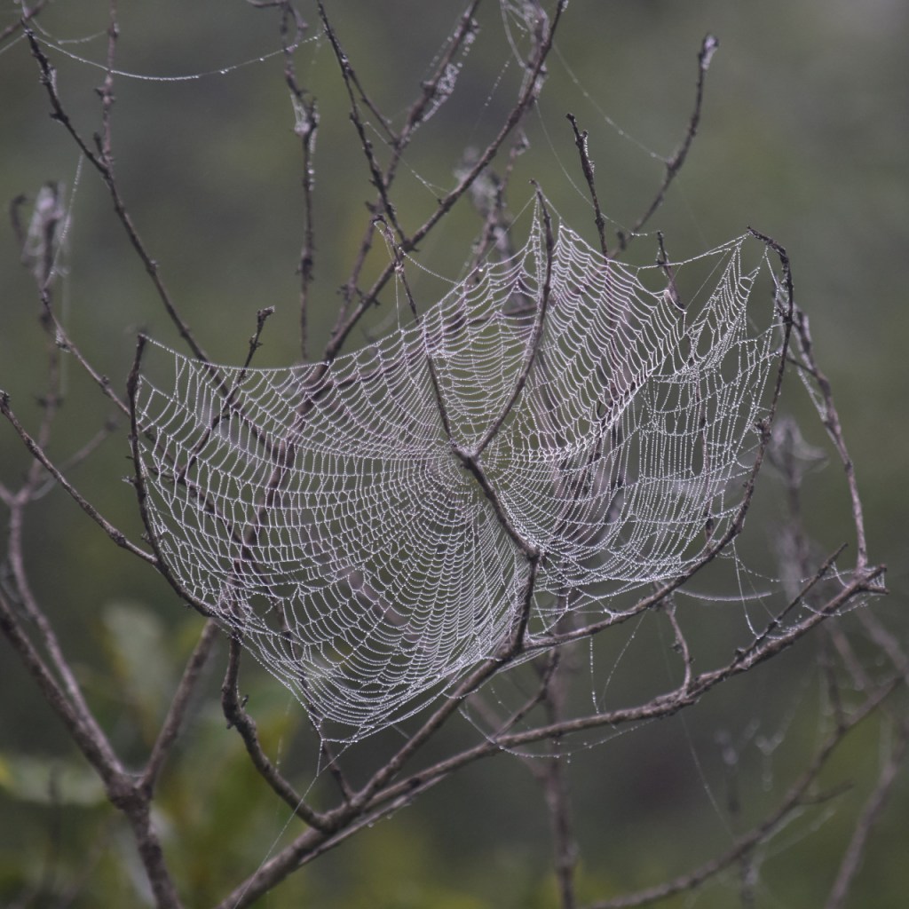 Ein feuchtes Spinnennetz hängt zwischen den kahlen Ästen eines Busches (© Cornelia Hebrank, 2024)
