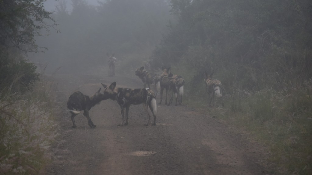 Ein Hyänenhunderudel im Nebel auf dem Weg (© Cornelia Hebrank, 2024)
