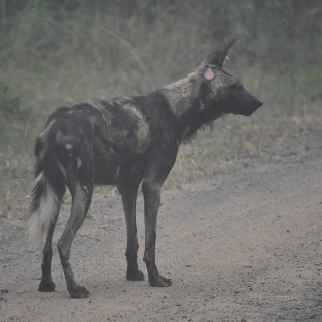 Hyänenhund mit einem verlorenen Ohr (© Cornelia Hebrank, 2024)