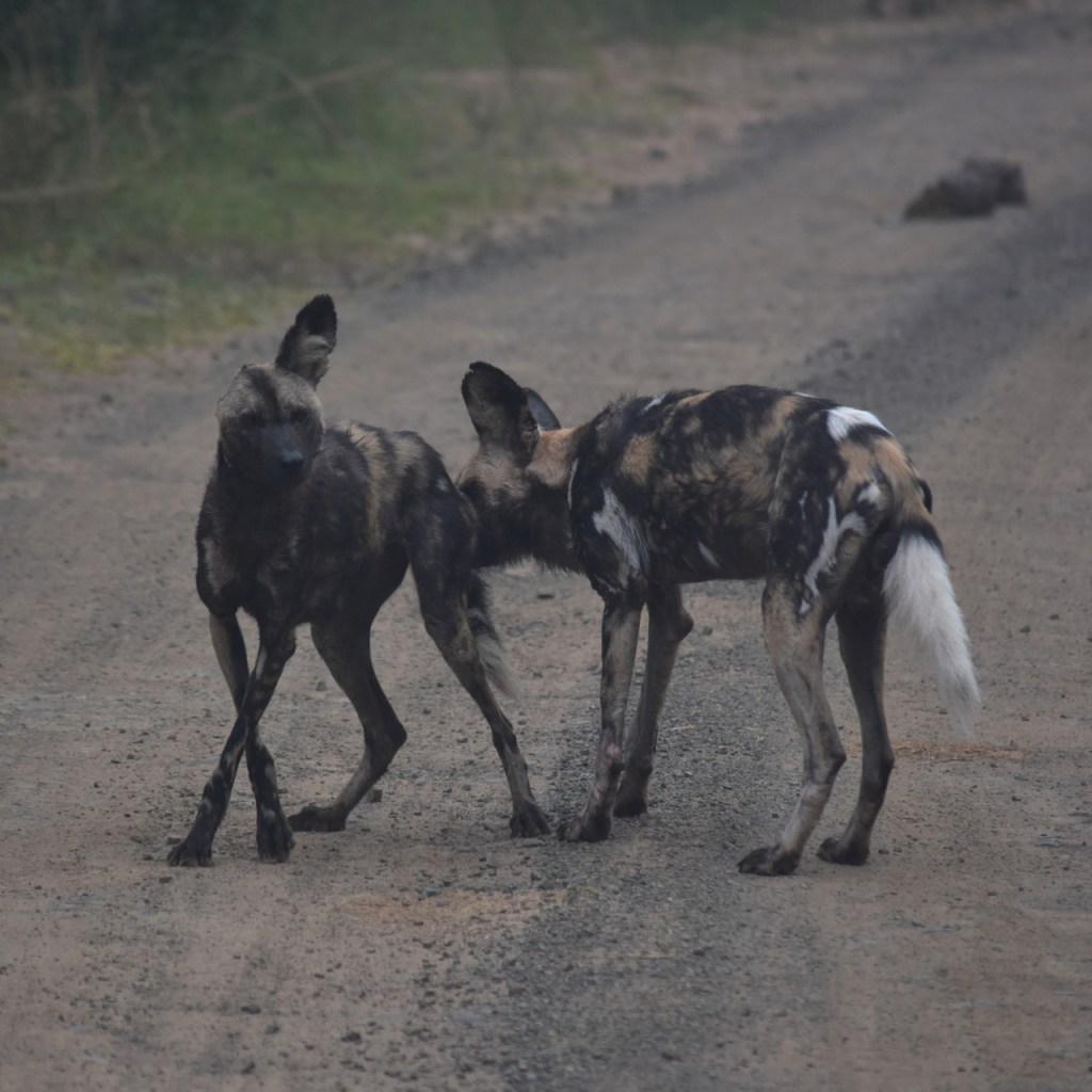 Ein Hyänenhund beschnuppert einen anderen (© Cornelia Hebrank, 2024)