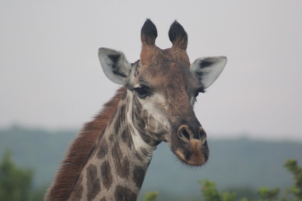 Ein Portrait eines Giraffen-Weibchens (© Sebastian Sperling, 2024)