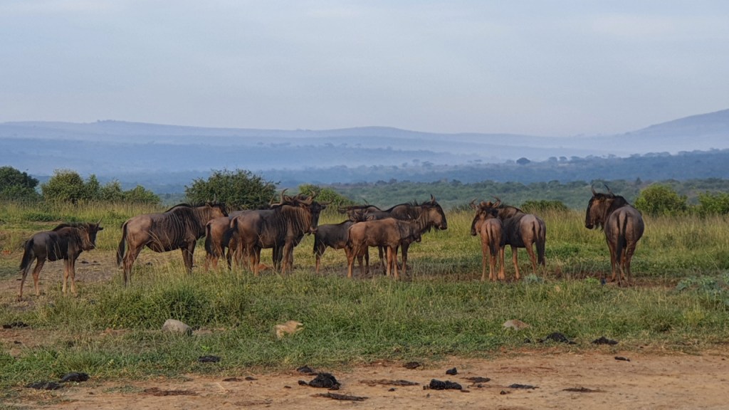 Eine Herde von Streifengnus auf einem Hügel mit der Landschaft im Hintergrund (© Cornelia Hebrank, 2024)