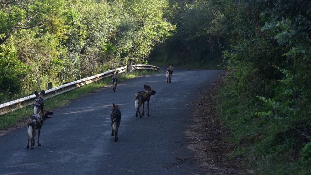 Ein Rudel von Hyänenhunden auf der Hauptstraße des Parks (© Cornelia Hebrank, 2024)