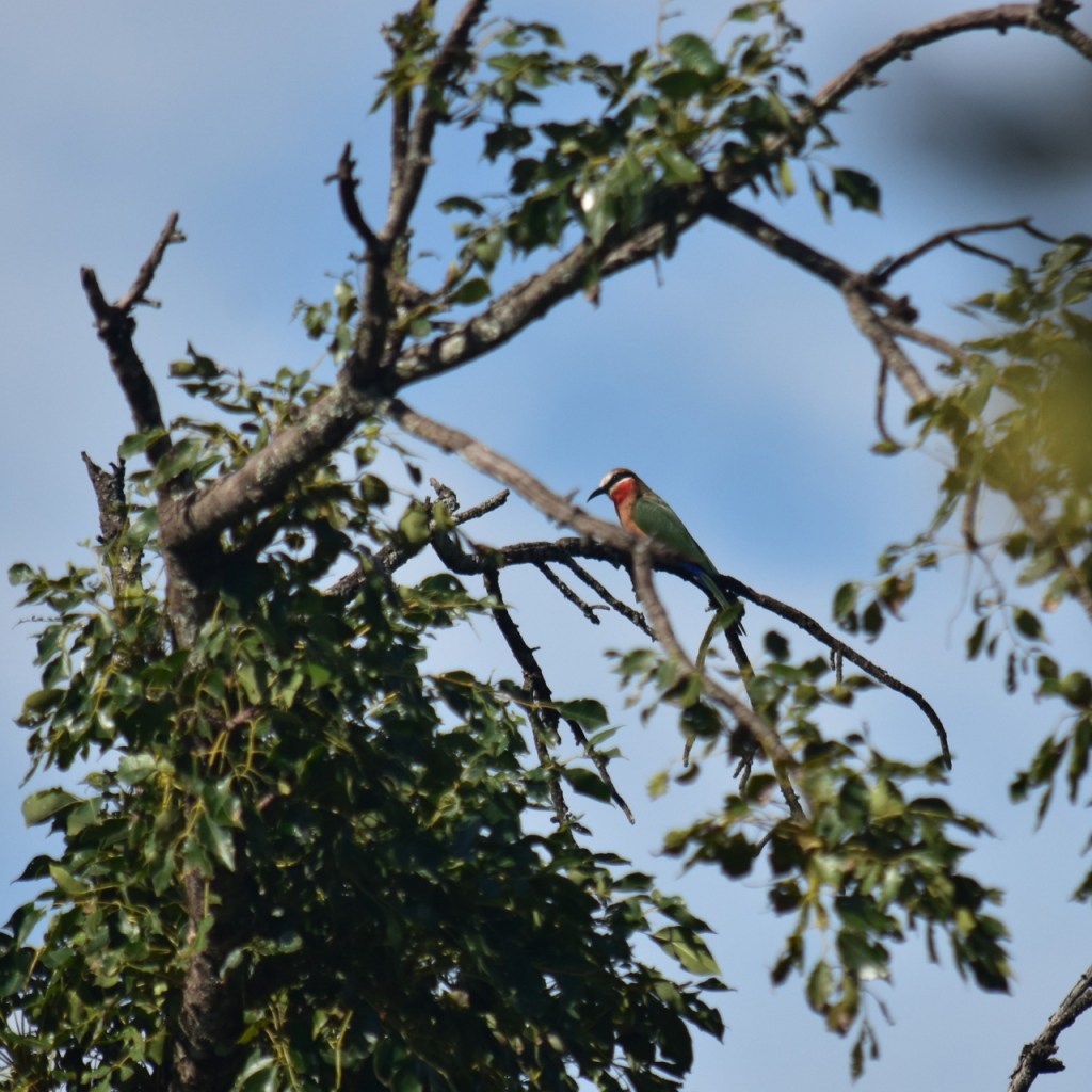 Ein Weißstirnspint sitzt im Baum (© Cornelia Hebrank, 2024)
