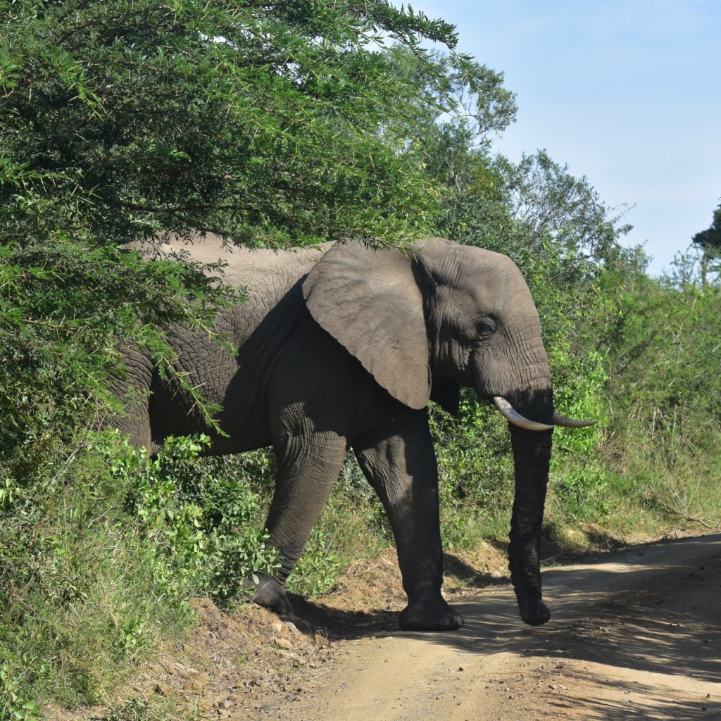 Ein Elefant kommt aus dem Busch auf den Weg gelaufen (© Cornelia Hebrank, 2024)