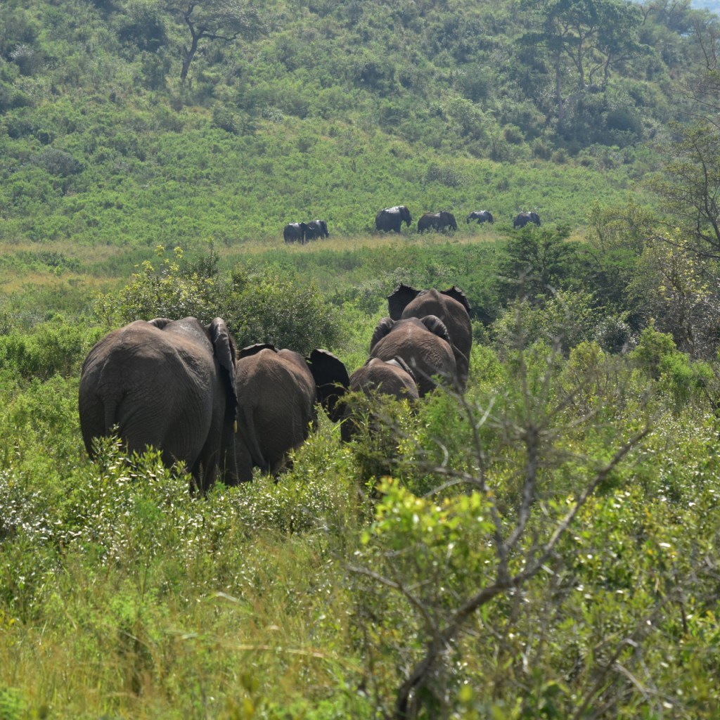Eine Elefantengruppe ist auf dem Weg in die Ferne, wo noch weitere Elefanten zu sehen sind (© Cornelia Hebrank, 2024)